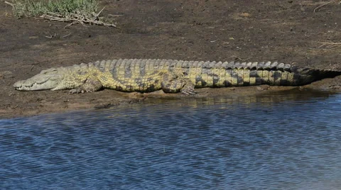 Nile crocodile sunbathing Stock Footage 53089473