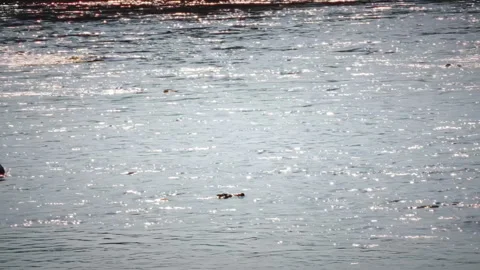 A Nile crocodile surfacing above the water’s surface, waiting for a stampede of Stock Footage 327434493