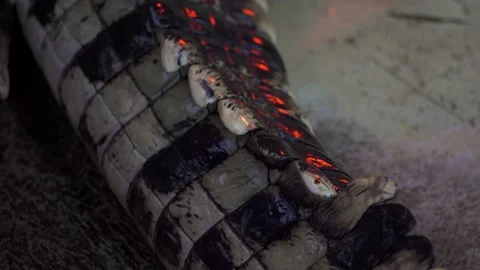 Nile crocodile tail 4K Stock Footage 138023211