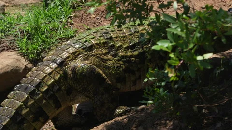 Crocodile in breeding pen and walking ar, Stock Video