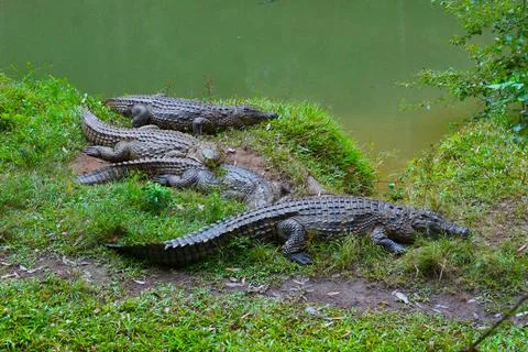 Nile Crocodiles Basking by River Stock Photos