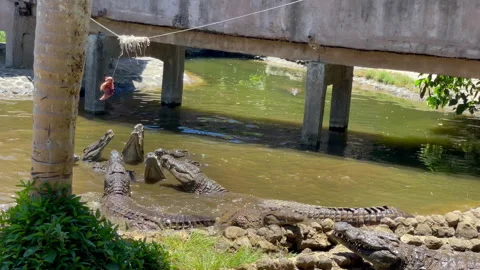 Nile crocodiles clacking their jaws and catching a meat. Feeding in La Vanilla Stock-Footage 266467069