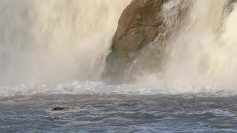 Nile Crocodiles in front of waterfall looking for fish Stock Footage 261268606