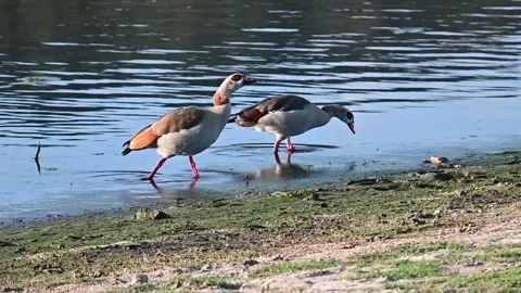 Nile Ducks 2 Stock Footage 319389391