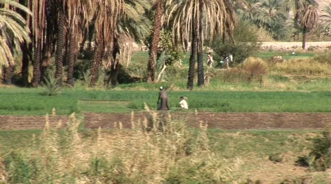 Nile in Egypt Stock Footage 590944