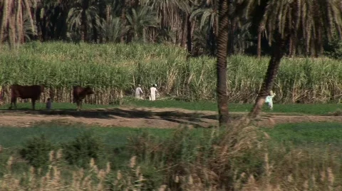 Nile in Egypt Stock Footage 590963