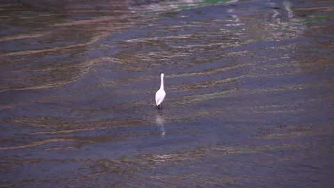 The Nile Stock Footage 259722448