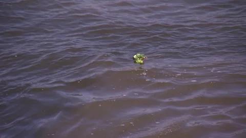 The Nile Stock Footage 259722515