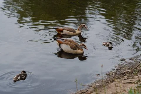 Nile geese Stockfoto's