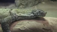 Nile Monitor, South Africa C0121 2 Stock Footage
