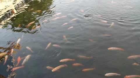Nile Tilapia fish Stock Footage 18132360