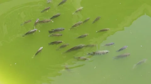 Nile Tilapia Stock Footage 53870339