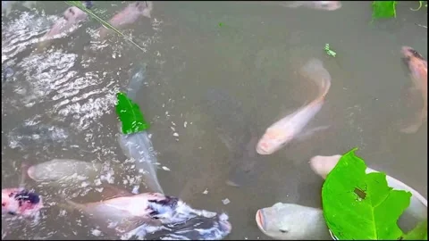 Nile tilapia Stock Footage 322623228