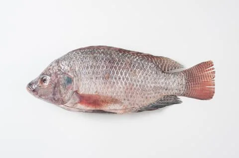 Nile tilapia on white background Stock Photos