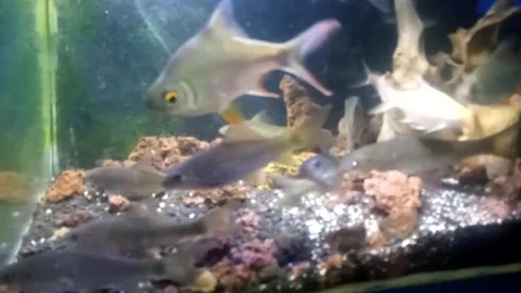 Nilem Fish in the Aquarium 動画素材 241677763