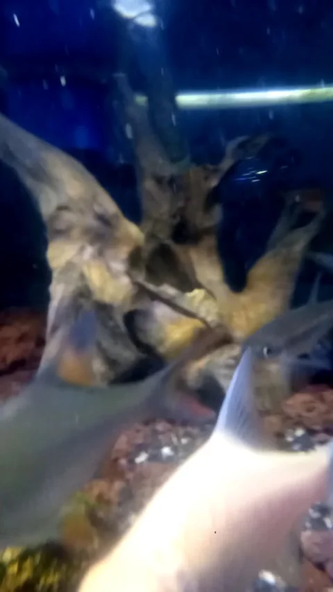Nilem fish in the aquarium 動画素材 241679366