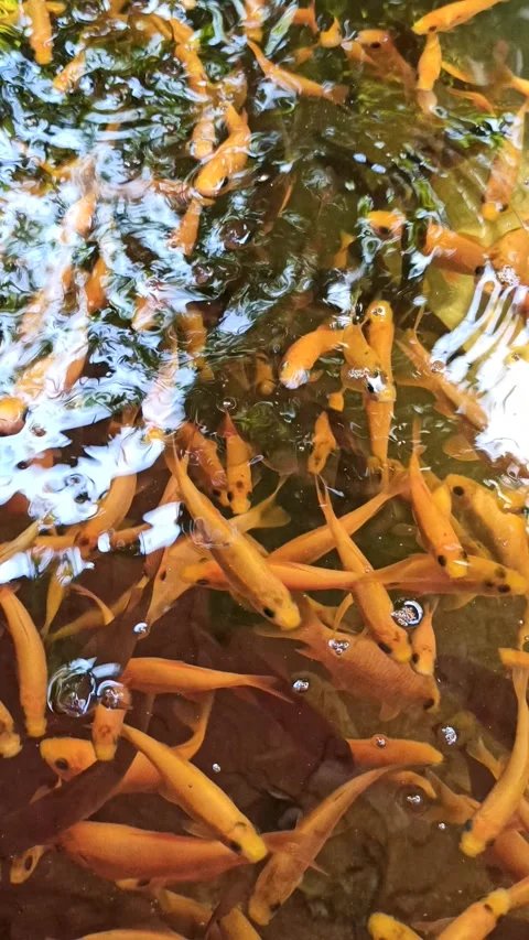 Nilem Fish in Clean Pond Commonly Used for Fish Therapy Stock-Footage 338139932