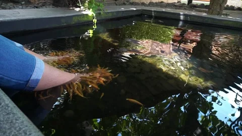 Nilem fish foot therapy. 스톡 동영상 325693873