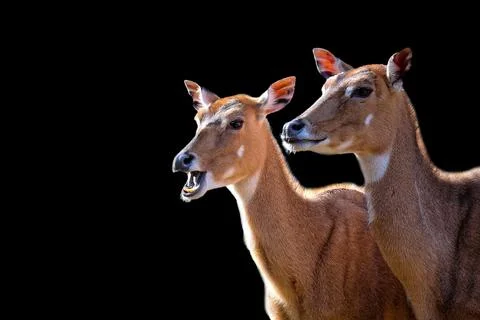 Nilgai on a black background Stock Photos