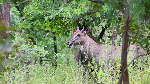 Nilgai chewing while standing in profile in Pench national park Stock-Footage 293315008