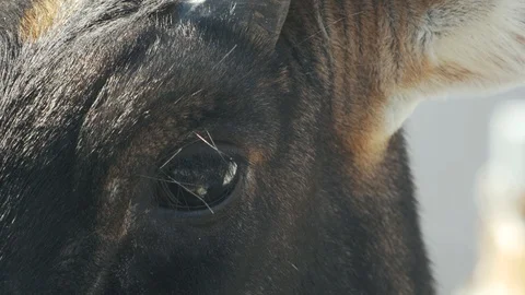 Nilgai head. eye and horns close up (boselaphus tragocamelus) Stock Footage 101724891