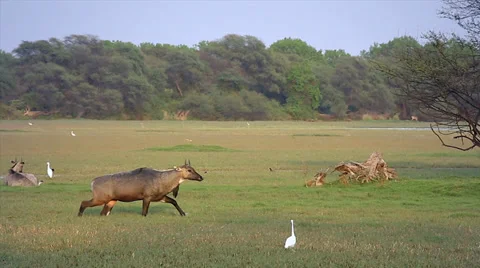 Nilgai / Nilgau Antelope grazing in setting sun in wetland in Bharatpur, India. Stock Footage 37512418