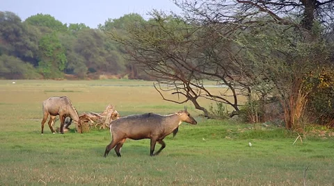 Nilgai / Nilgau Antelope grazing in setting sun in wetland in Bharatpur, India. Stock Footage 37512448