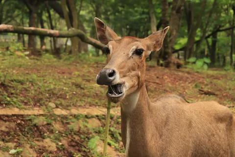 Nilgai or blue cow eats stalks Stock Photos