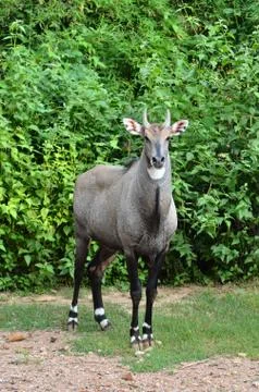 Nilgai 写真素材
