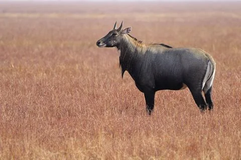 Nilgai Stock Photos