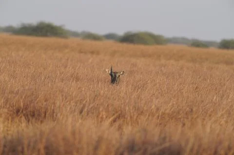 Nilgai Stock Photos
