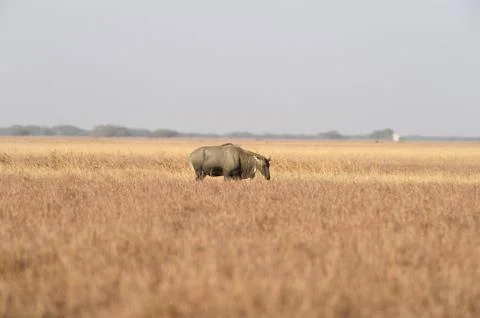 Nilgai Foto stock