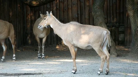 Nilgai in the zoo. Stock Footage 80221697
