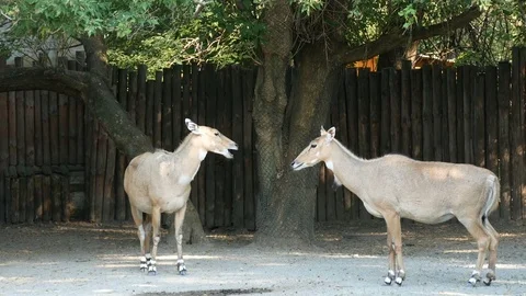 Nilgai in the zoo. Stock Footage 80221767