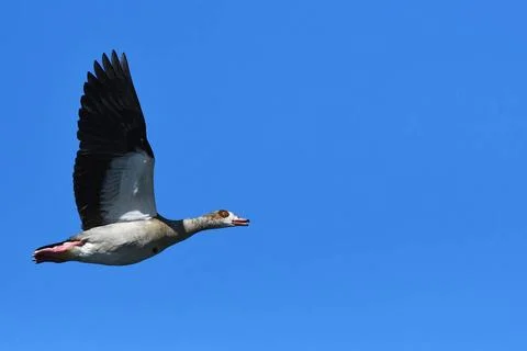 Nilgans fliegend Nilgans fliegend Copyright: xZoonar.com/JUERGEN LANDSHOEF... Stock Photos