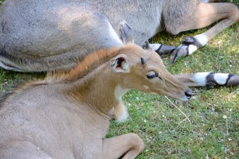 Nilgau lying on the grass Stock-Fotos