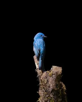 Nilgiri flycatcher Stock Photos