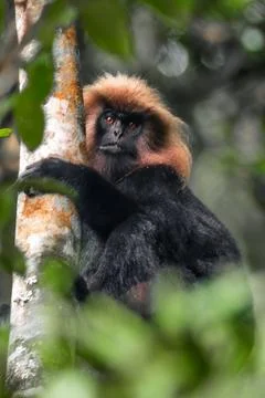 Nilgiri langur, characterized by its dense black fur and distinctive golden.. Stock Photos