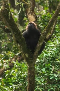 Nilgiri langur, characterized by its dense black fur and distinctive golden.. Stock Photos