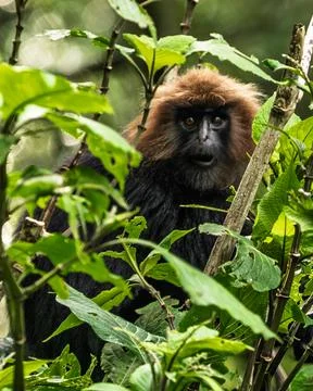 Nilgiri langur, characterized by its dense black fur and distinctive golden.. Stock Photos