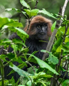 Nilgiri langur, characterized by its dense black fur and distinctive golden.. Stock Photos