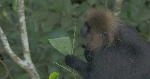 Nilgiri Langur eats leaves in a tree Stock Footage 119941864