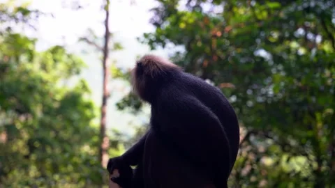 Nilgiri langur 库存影片 242051499