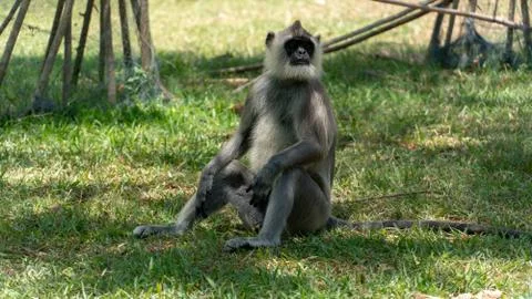 Nilgiri Langur Monkey Sitting On The Grass Stock Photos