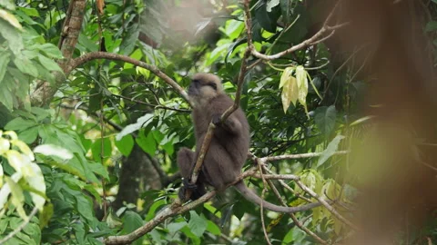 Nilgiri langur monkey sitting on a tree branch Vídeo Stock 340641399