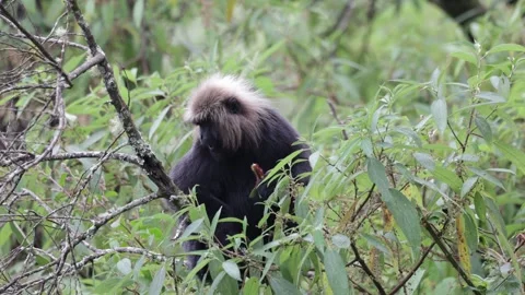 Nilgiri Langur sit in tree tops feeding close up Stock Footage 322975491