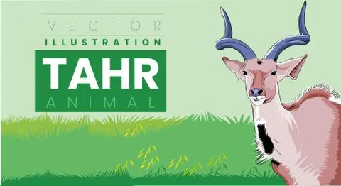 The Nilgiri Tahr , An Endemic South Indian Mountain Goat vector Illustration Stock Illustration