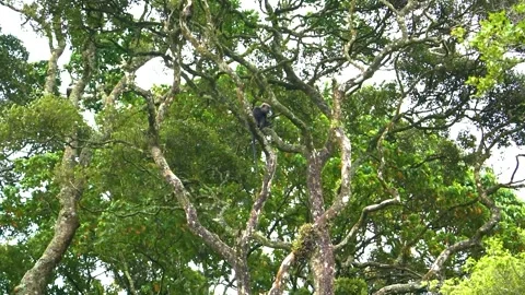 Nilgiris Langur wild monkey on tree top in forest Stock Footage 321008734