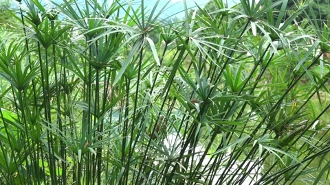 Nill grass, papyrus sedge, paper reed Stock Footage 333580227