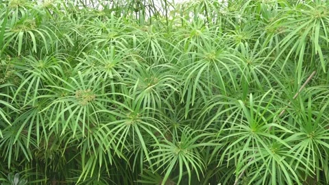 Nill grass, papyrus sedge, paper reed Stock Footage 333751092
